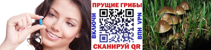 магазин продажи   Шагонар  omg сайт  Псилоцибиновые грибы Magic Shrooms 